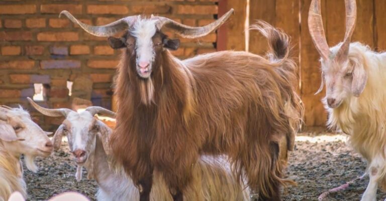 Cashmere-Goat-kashmere-goat